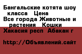 Бангальские котята шоу класса › Цена ­ 25 000 - Все города Животные и растения » Кошки   . Хакасия респ.,Абакан г.